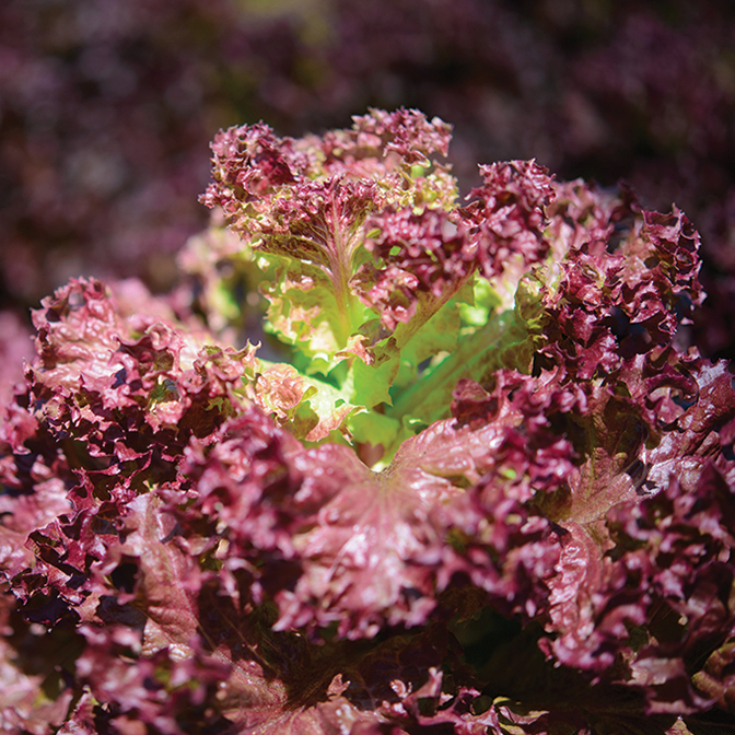 Red Lollo 'Red Lollo Rosso' lettuce - Gardeners Kitchen, grow your own lollo rosso,